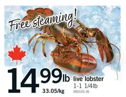Fortinos LIVE LOBSTER, 1-1 1/4lb offer