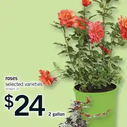 Fortinos ROSES, 2 GALLON offer