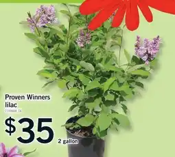Fortinos PROVEN WINNERS LILAC, 2 GALLON offer