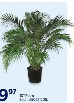 Walmart 10 Palm offer