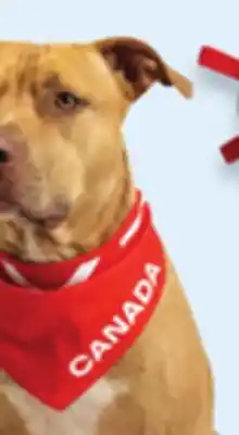 Walmart One Paw dog apparel, toys or accessories offer
