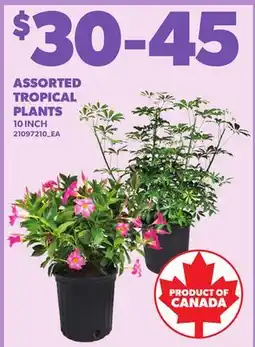Loblaws ASSORTED TROPICAL PLANTS, 10 INCH offer