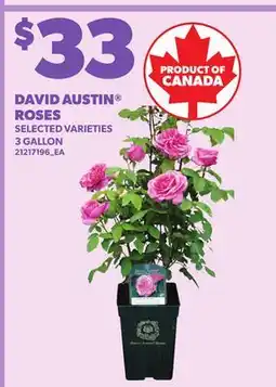 Loblaws DAVID AUSTIN ROSES, 3 GALLON offer