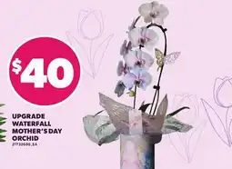 Loblaws UPGRADE WATERFALL MOTHER'S DAY ORCHID offer