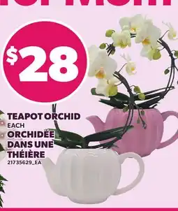 Independent Grocer TEAPOT ORCHID offer
