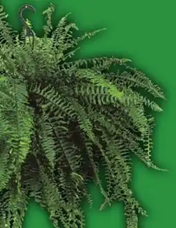 Food Basics 10 BOSTON FERN HANGING BASKET OR ASSORTED TEA ROSE offer