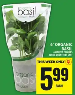 Food Basics 6 ORGANIC BASIL offer