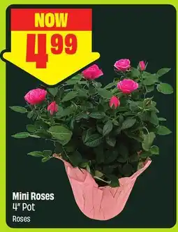 FreshCo Mini Roses 4 Pot offer