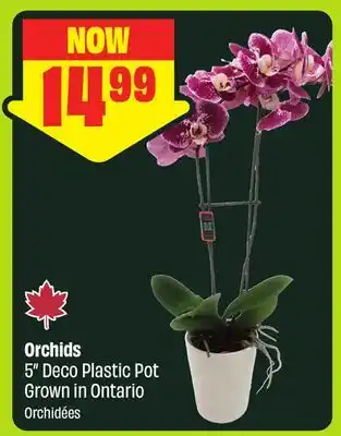 FreshCo Orchids 5 Deco Plastic Pot Grown in Ontario offer