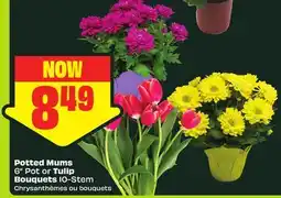 FreshCo Potted Mums 6 Pot or Tulip Bouquets 10-Stem offer