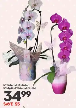 Longo's 5 Waterfall Orchid or 5 Mystical Waterfall Orchid offer