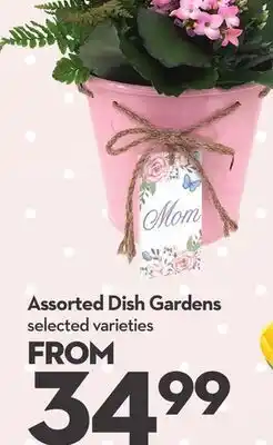 Longo's Assorted Dish Gardens offer