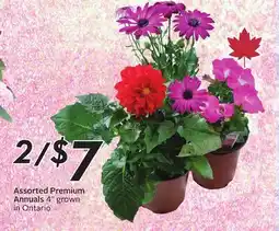 Sobeys Assorted Premium Annuals offer