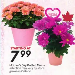 Sobeys Mother's Day Potted Mums offer