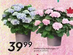 Sobeys Mother's Day Hydrangea offer