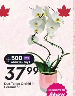Sobeys Duo Tango Orchid in Ceramic offer