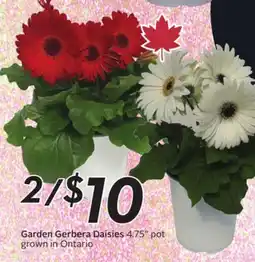Sobeys Garden Gerbera Daisies offer
