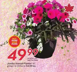 Sobeys Jumbo Annual Planter offer