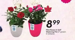 Sobeys Mini Roses In Self Watering Pot offer