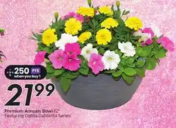Sobeys Premium Annuals Bowl 12 offer