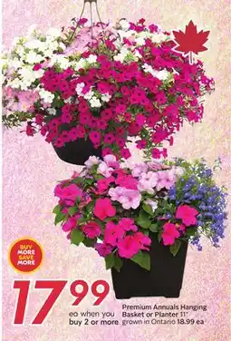 Sobeys Premium Annuals Hanging Basket or Planter offer