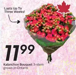 Sobeys Kalanchoe Bouquet offer
