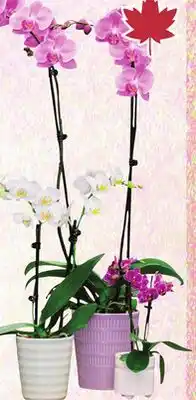 Sobeys Phalaenopsis Orchids In Ceramic offer