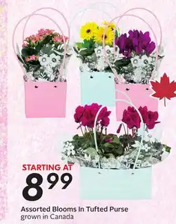 Sobeys Assorted Blooms In Tufted Purse offer