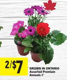 Foodland Assorted Premium Annuals offer