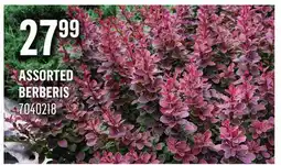 Canac Assorted Berberis offer