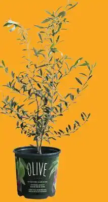Canac Olive Tree 1-gallon Pot offer