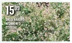 Canac SALIX HAKURO NISHIKI n° 2 offer