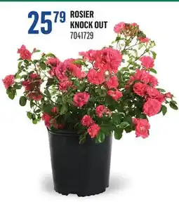 Canac Rosier knock out offer