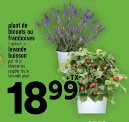 Super C plant de bleuets ou framboises ou lavande buisson offer