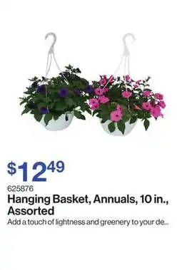 Patrick Morin Hanging Basket, Annuals, 10 in., Assorted offer