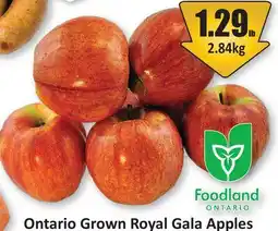 Starsky Ontario Grown Royal Gala Apples offer