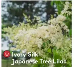 Sheridan Nurseries Ivory Silk Japanese Tree Lilac offer