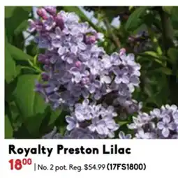 Sheridan Nurseries Royalty Preston Lilac offer