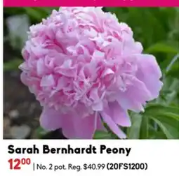 Sheridan Nurseries Sarah Bernhardt Peony offer