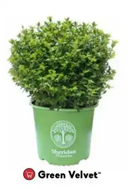 Sheridan Nurseries Green Velvet offer