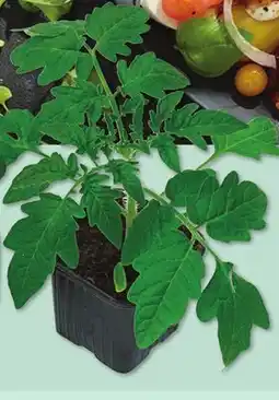 IGA VEGETABLE PLANT offer