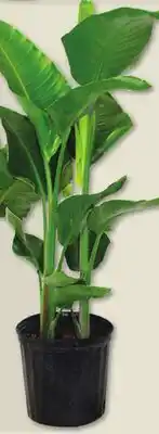 IGA TROPICAL PATIO PLANT offer