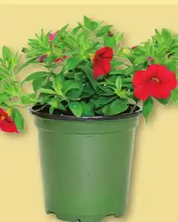 IGA ANNUAL PLANTS offer