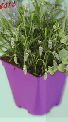 IGA FRAGRANCE PLANT offer