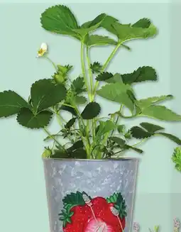 IGA STRAWBERRY PLANT offer