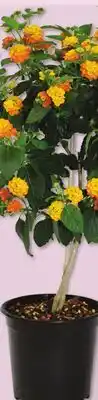 IGA LANTANA, FLOWERING MAPLE OR HELIOTROPE offer