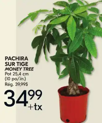 IGA MONEY TREE offer