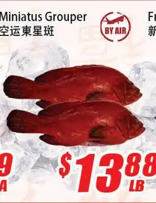 WinCo Food Mart Miniatus Grouper offer