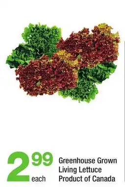 Highland Farms Greenhouse Grown Living Lettuce offer