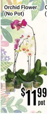 Nations Fresh Foods Orchid Flower (No Pot) offer